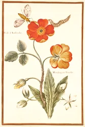 Austrian Briar Rose and Mandragora